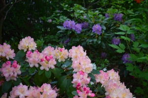 patio_garden_ogrod_krzewy_kwiaty