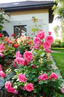 patio_garden_ogrod_krzewy_kwiaty